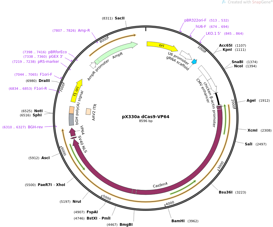 pX330a dCas9-VP64质粒图谱